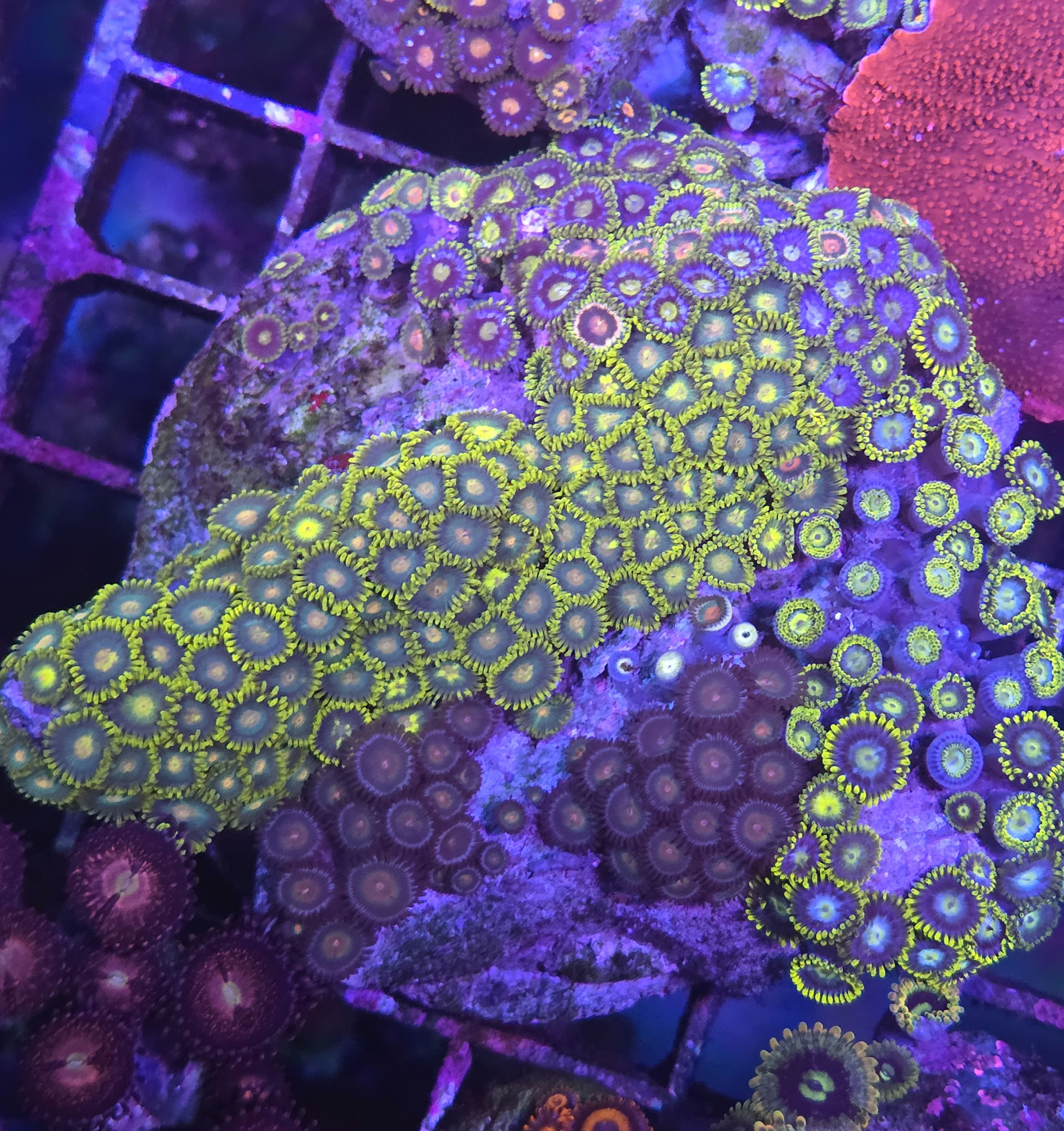Zoa garden large