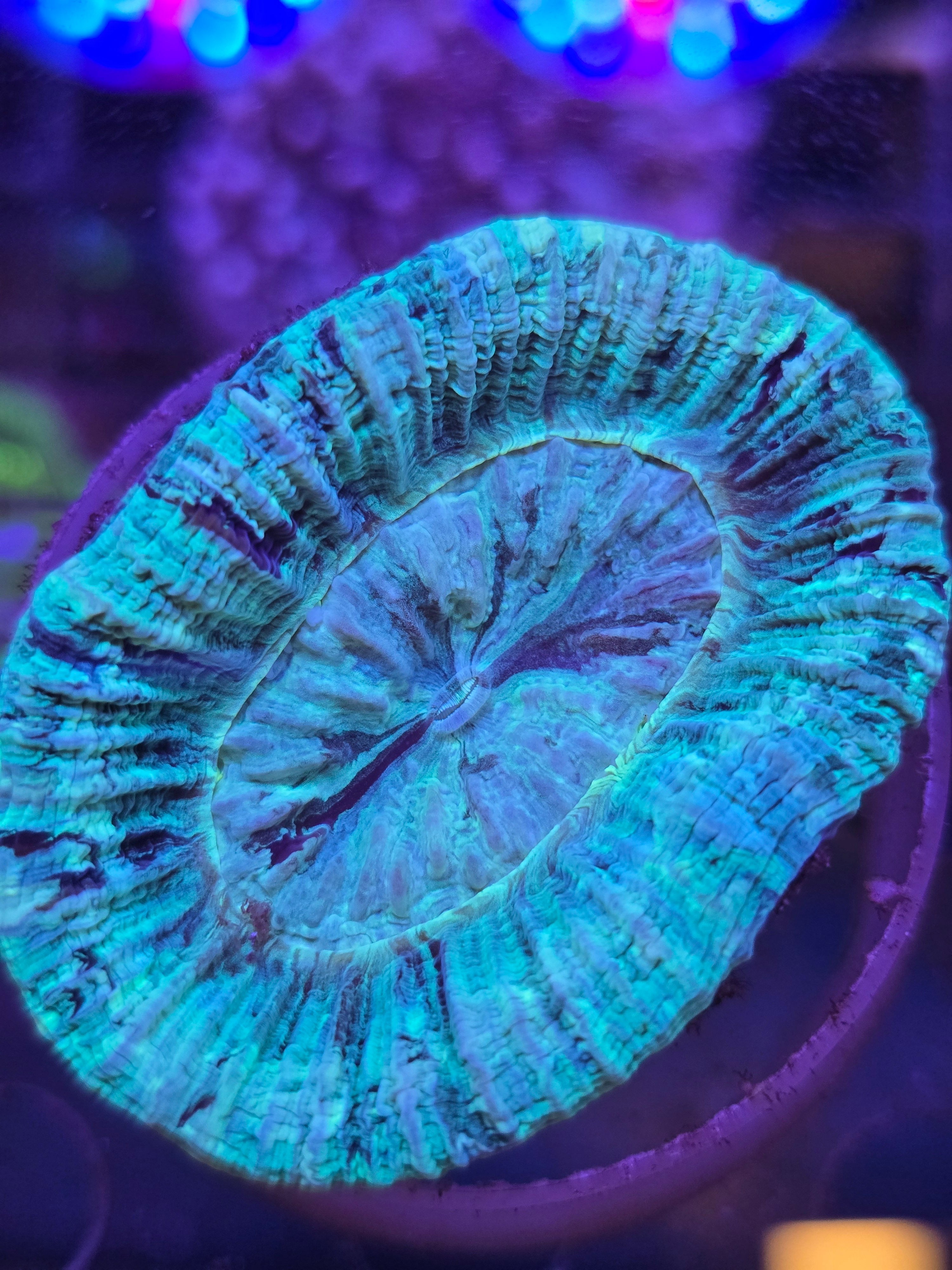 Trachyphyllia Small/Medium