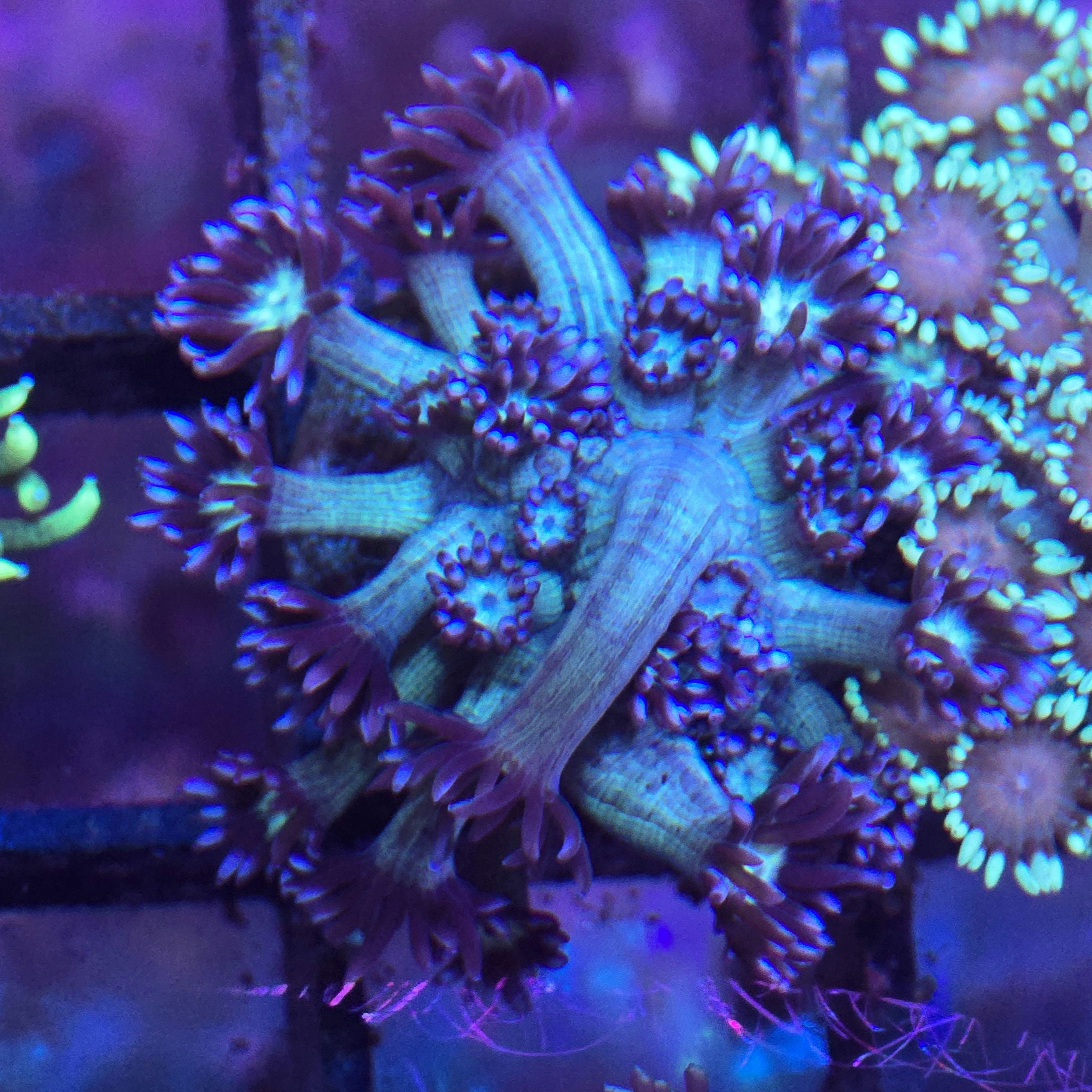 Blueberry Medussa Goniopora