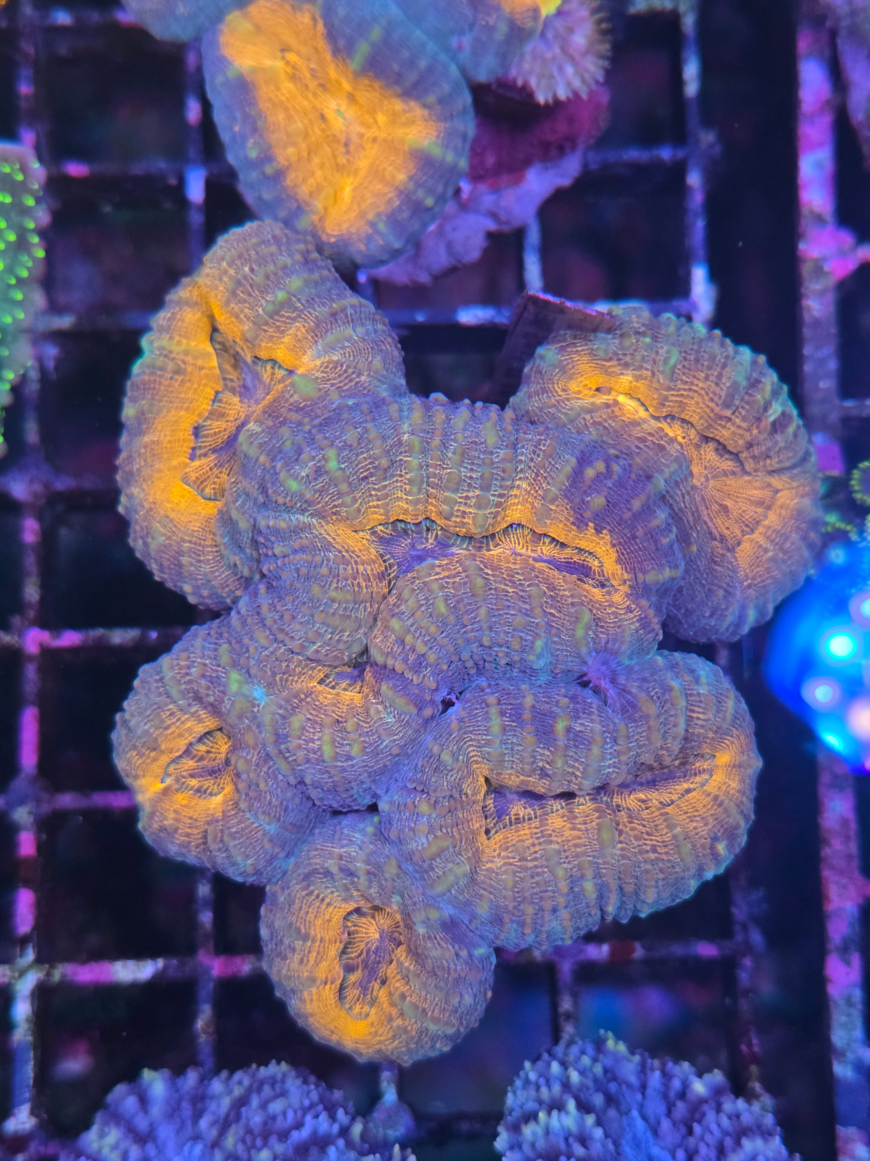 Branching lobophyllia 6 head