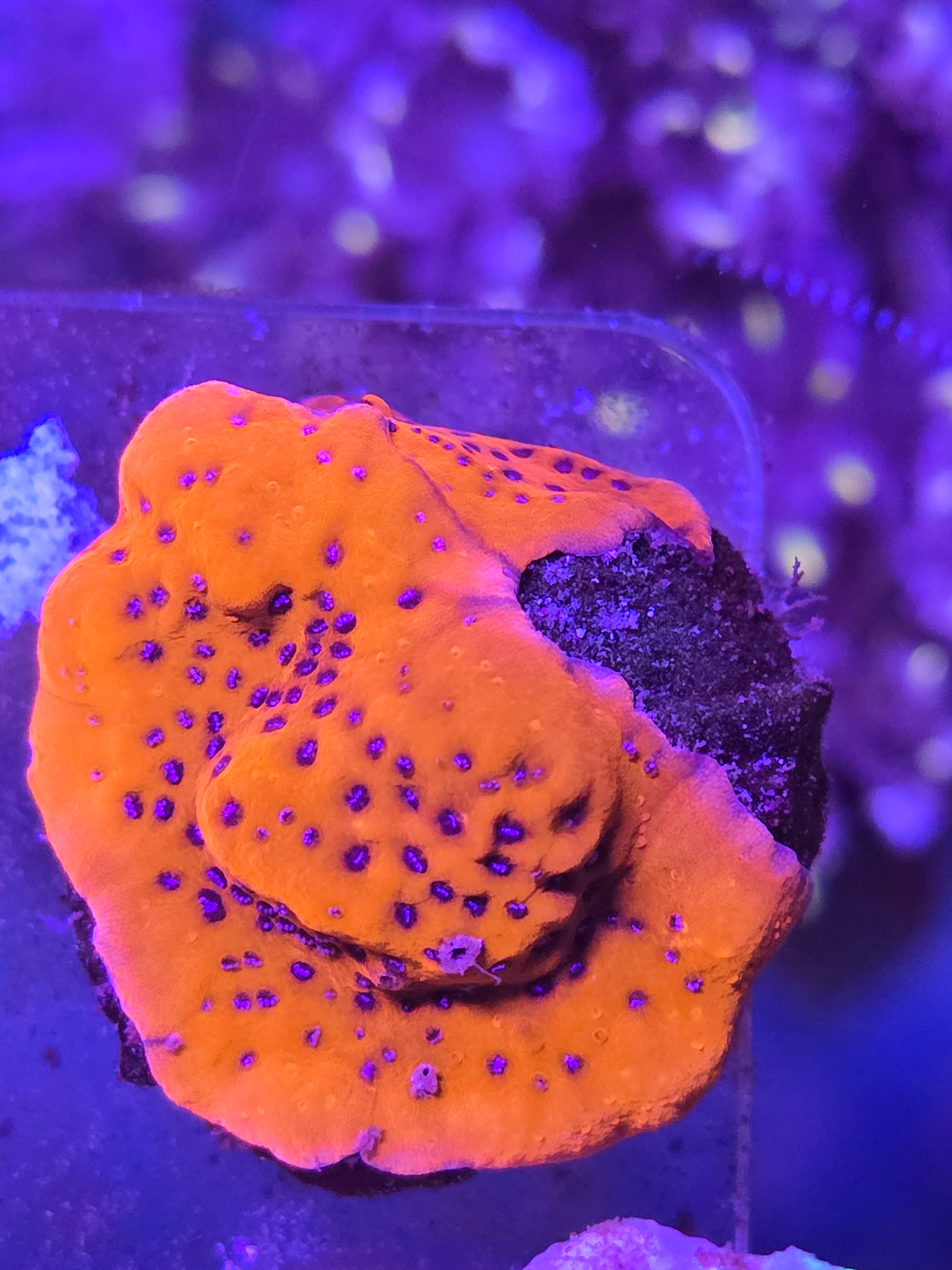Montipora Palawanensis (Mystic sunset) 