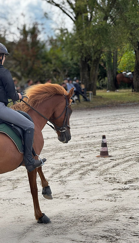 Cheval Genève