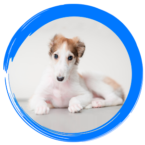 dogz-borzoi.png