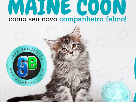 Conheça 4 motivos para ter um Maine Coon como seu novo companheiro felino!