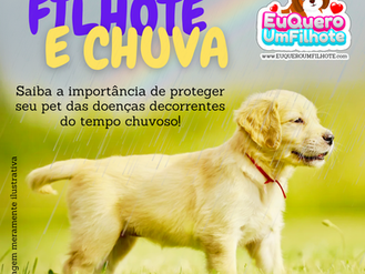 Filhote e chuva: Saiba a importância de proteger seu pet das doenças decorrentes do tempo chuvoso!