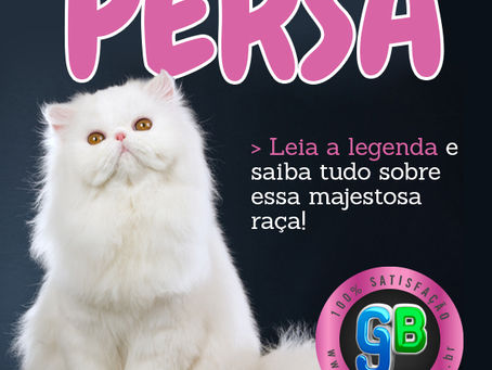 Persa: Saiba tudo sobre essa majestosa raça!