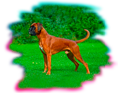boxer.png