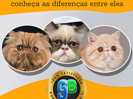Persa, Himalaio e Exótico: Conheça suas diferenças!