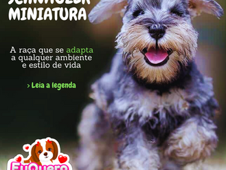 Schnauzer Miniatura: A raça que se adapta a qualquer ambiente e estilo de vida!