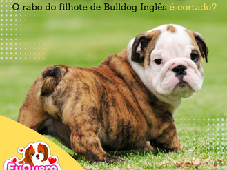 Mito ou fato: O rabo do filhote de Bulldog Inglês é cortado?