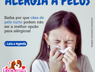 Alergia a pelos: Saiba por que cães de pelo curto podem não ser a melhor opção para alérgicos!