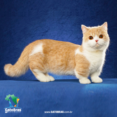 abissinio-gatobras