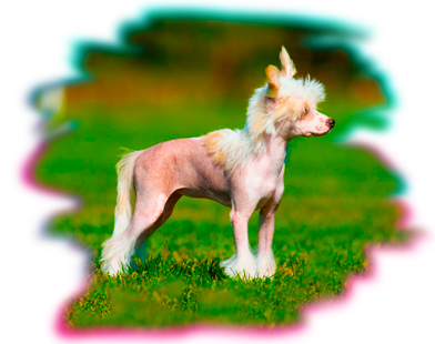 chinese-crested-dog.png