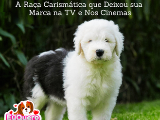 Old English Sheepdog: A raça carismática que deixou sua marca na TV e nos cinemas!