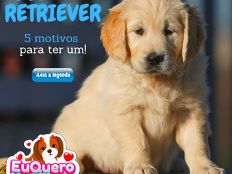 Golden Retriever: 5 motivos para ter um!