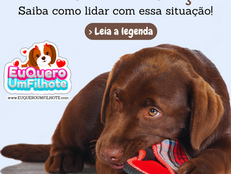 Filhote comendo calçado: Saiba como lidar com essa situação!