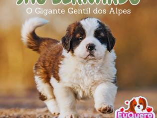 São Bernardo: O Gigante Gentil dos Alpes