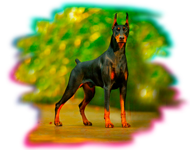 doberman.png