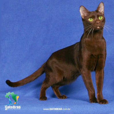 abissinio-gatobras