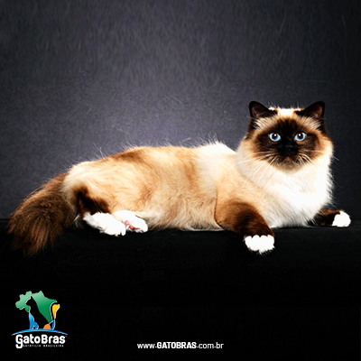 birman-gatobras