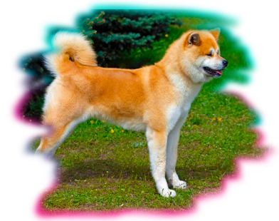 akita.png
