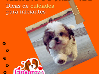 Filhote de Shih Tzu: Dicas de cuidados para iniciantes!