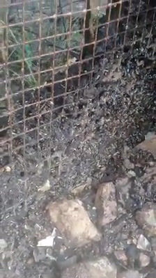 Thumbnail: Termite & Pro Pestcontrol