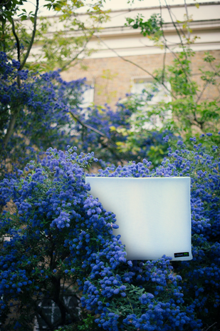 plant a flower day.png