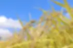 30372383_l_edited.webp