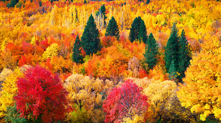 CF002695 New Zealand - Arrowtown.jpg