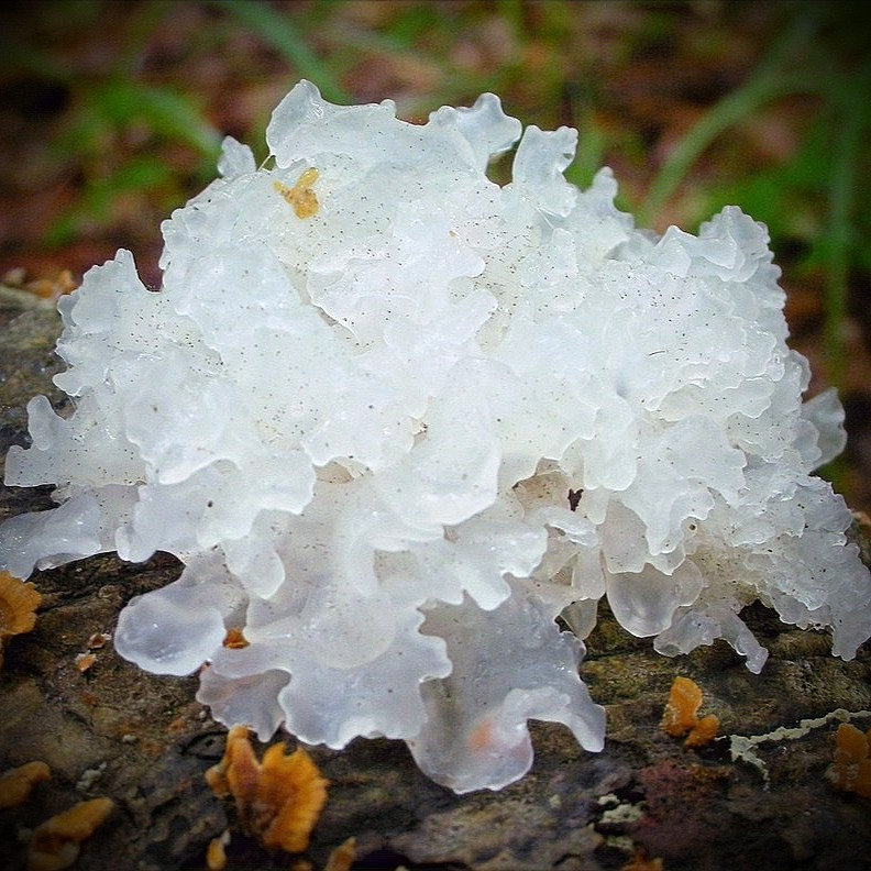 Snow Fungus Tremella Fuciformis Themyceliumemporium