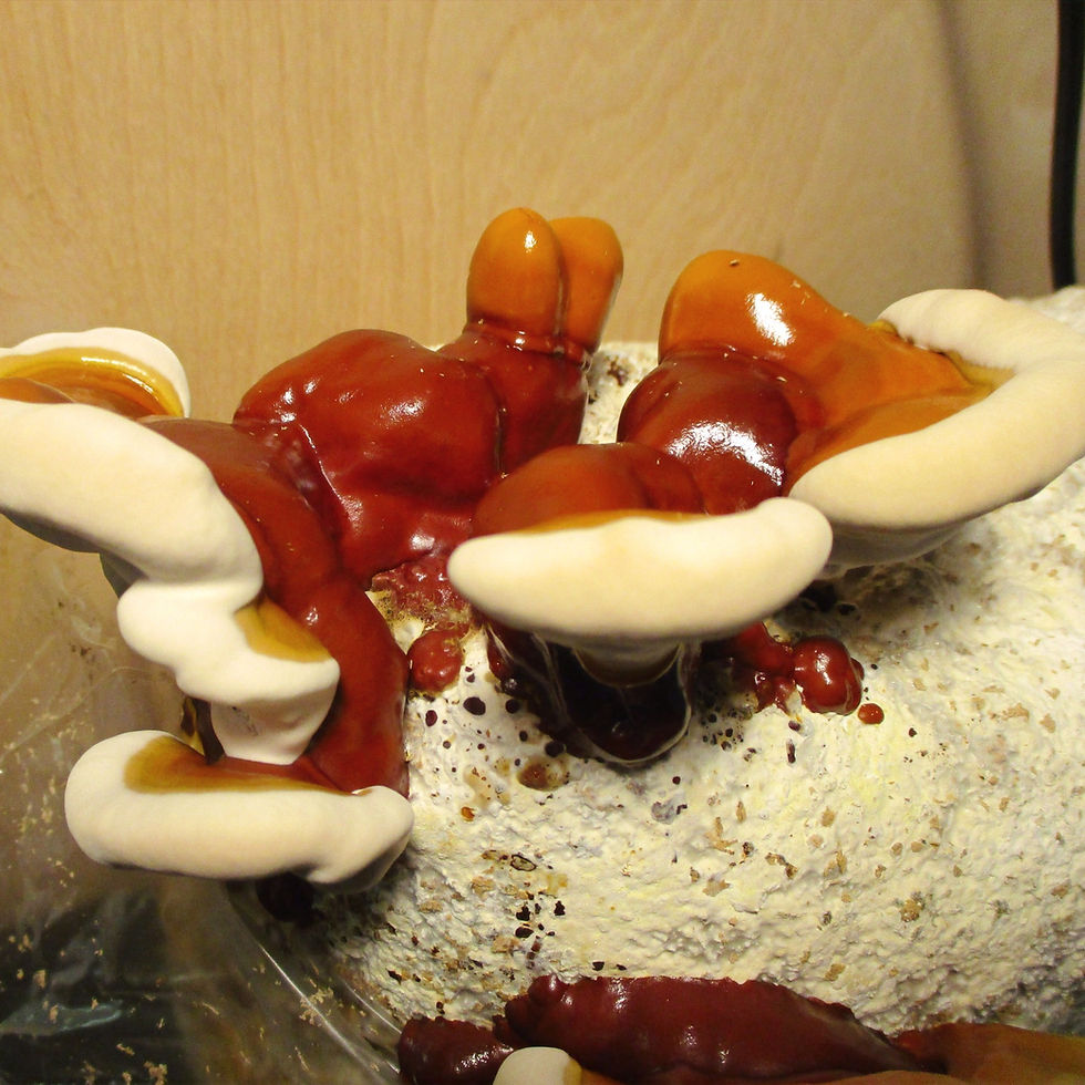 Thumbnail: Reishi (Ganoderma polychromum)