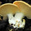 Thumbnail: Hedgehog Mushroom (Hydnum repandum)