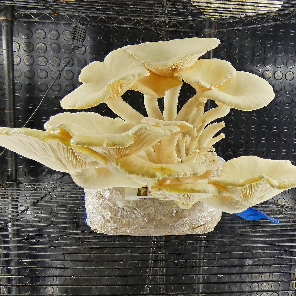 Thumbnail: Veiled Oyster (Pleurotus Dryinus)