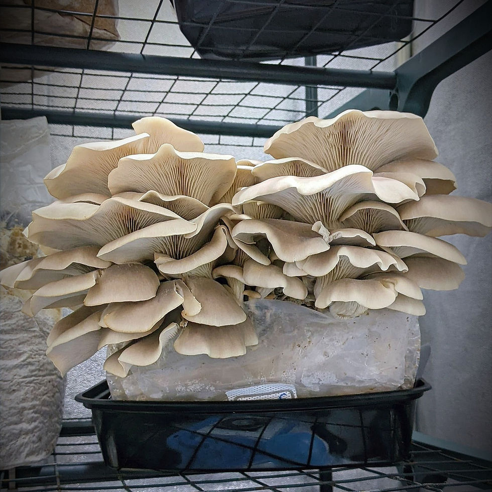 Thumbnail: Turtle Pond Oyster (Pleurotus ostreatus) Maine Wild Strain