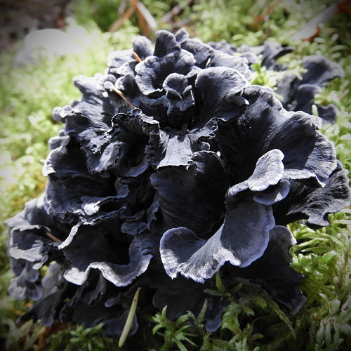 Blue Chanterelle (Polyozellus multiplex) themyceliumemporium