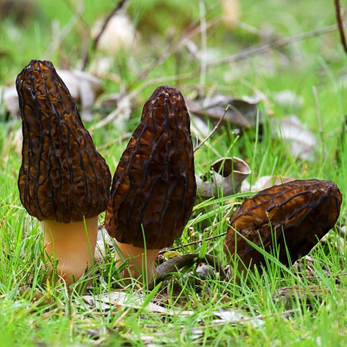 Australian Black Morel (Morchella australiana) themyceliumemporium