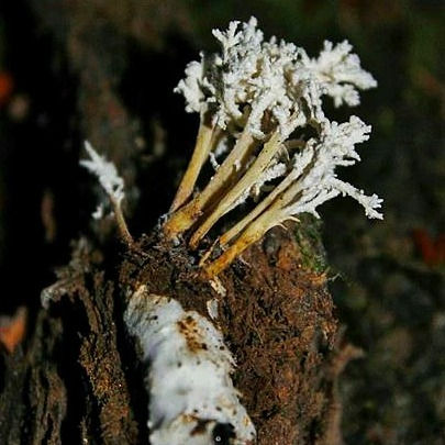Thumbnail: Cordyceps tenuipes (Isaria tenuipes)