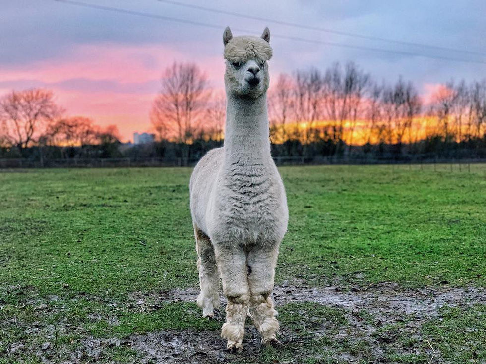 Thumbnail: Adopt an Alpaca- Gold Package