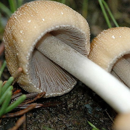 Mica Cap (Coprinellus micaceus) | themyceliumemporium