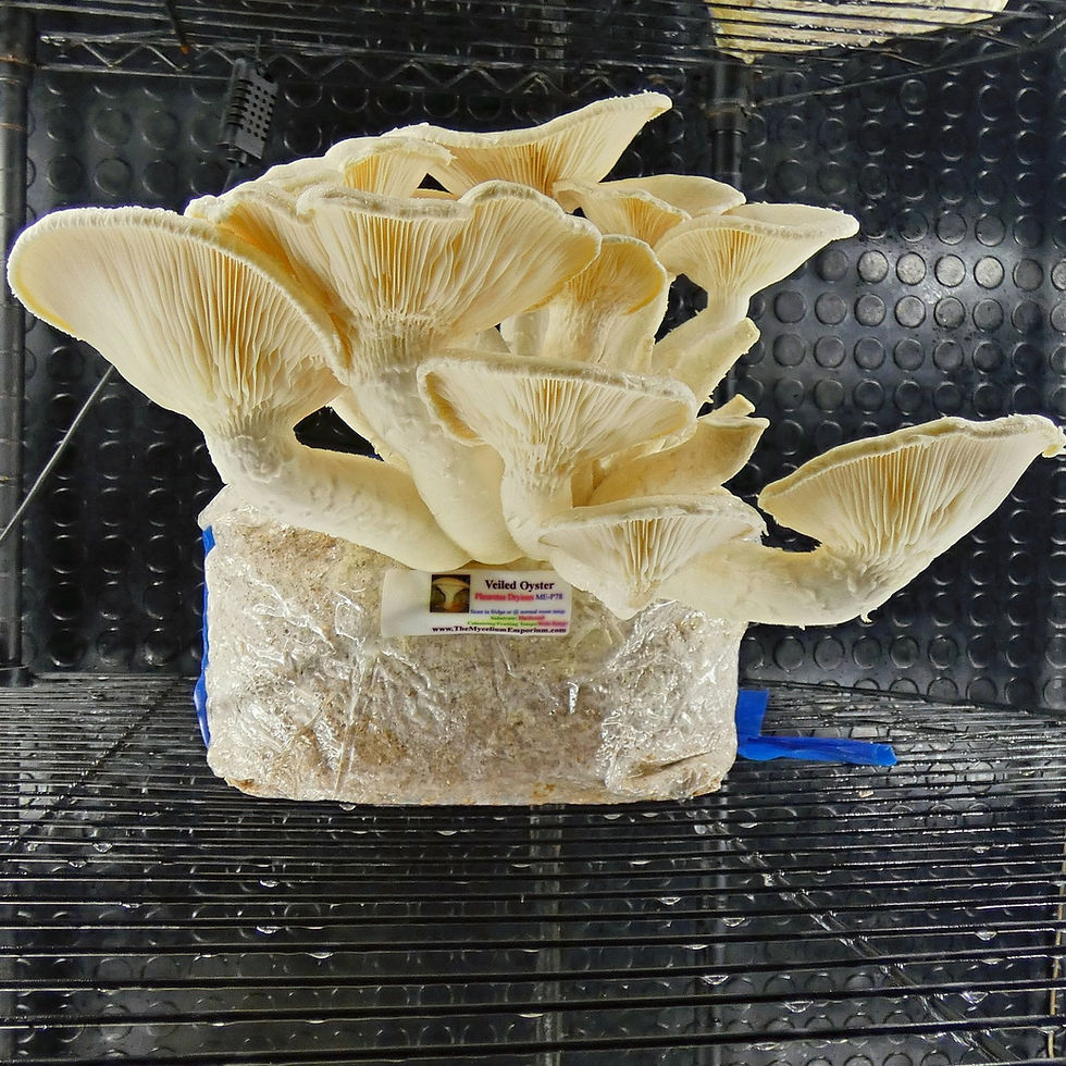 Thumbnail: Veiled Oyster (Pleurotus Dryinus)