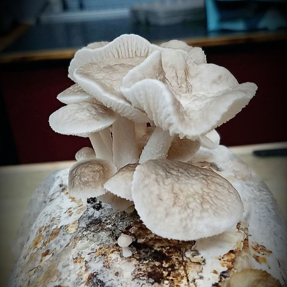 Thumbnail: Porcelain Mushroom (Oudemansiella canarii)