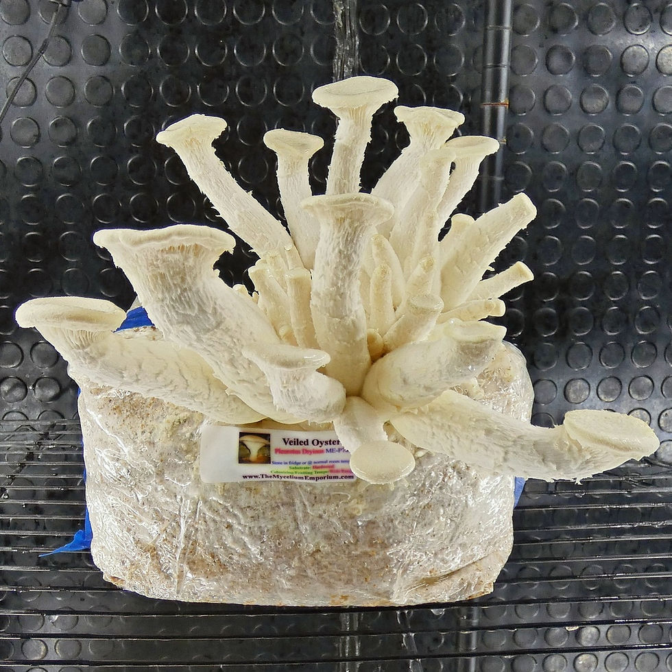 Thumbnail: Veiled Oyster (Pleurotus Dryinus)