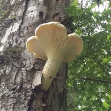 Thumbnail: Veiled Oyster (Pleurotus Dryinus)