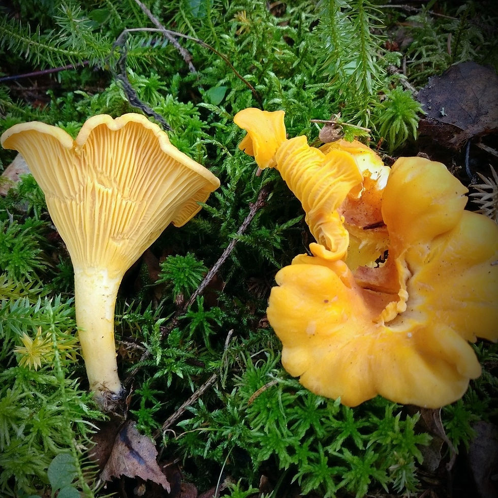 Golden Chanterelle (Cantharellus cibarius) themyceliumemporium