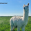 Thumbnail: Adopt an Alpaca- Silver package