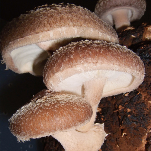 Straw Shiitake (Lentinula edodes) themyceliumemporium