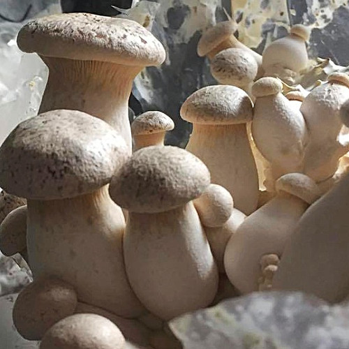 King Oyster (Pleurotus eryngii) themyceliumemporium