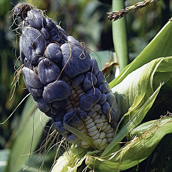 El objetivo del curso es que el estudiante adquiera herramientas para interpretar a las enfermedades de las plantas desde un punto de vista biológico. En este contexto, la enfermedad debe ser interpretada como una asociación particular entre dos organismos, que se genera frente a determinadas condiciones internas y externas, con consecuencias bioquímicas y metabólicas para ambos integrantes y que en última instancia modifica a las poblaciones de las que forman parte. Los trabajos prácticos tienen como objetivo que el estudiante adquiera experiencia en las metodologías propias de la disciplina. Las clases de seminario consistirán en la discusión de trabajos científicos que formarán parte complementaria de los contenidos teóricos dictados. Foto: Carbón del maiz. The copyrighted image is the property of https://www.themyceliumemporium.com/product-page/corn-smut-ustilago-maydis