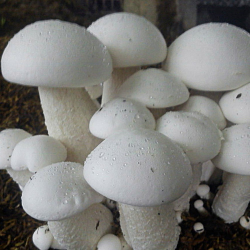 Milky Mushroom (Calocybe Indica) themyceliumemporium